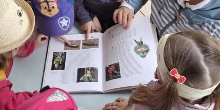 Разноцветное лето с бабочками